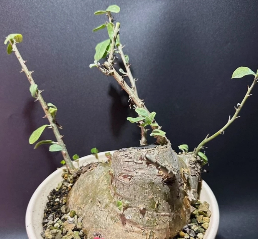 Sesamothamnus guerichii 3 Pieces Seeds
