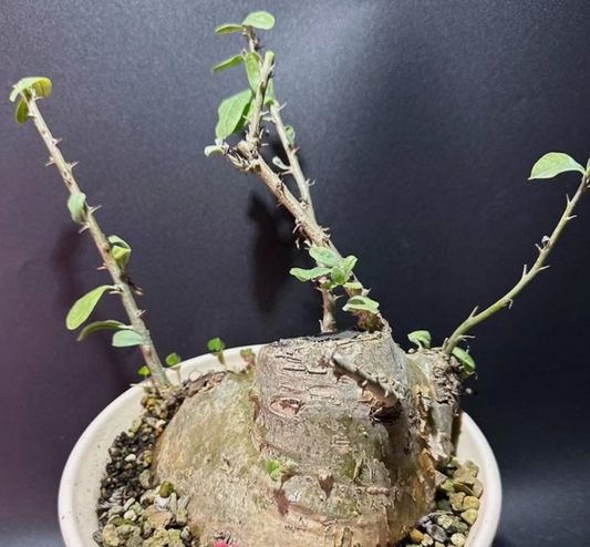 Sesamothamnus guerichii 3 Pieces Seeds