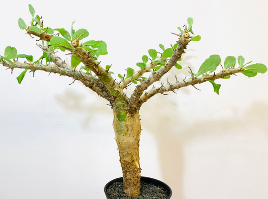Sesamothamnus busseanus PLANT