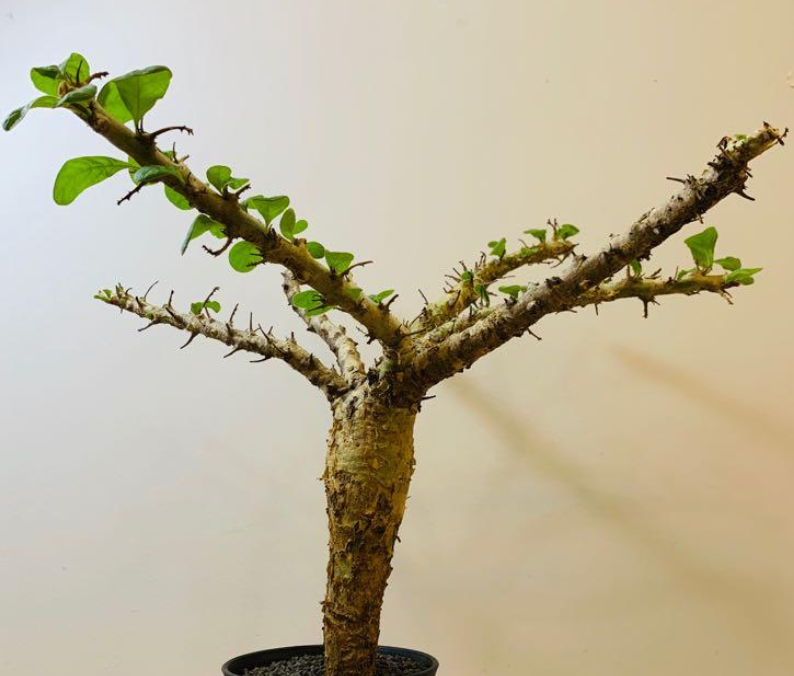 Sesamothamnus busseanus PLANT