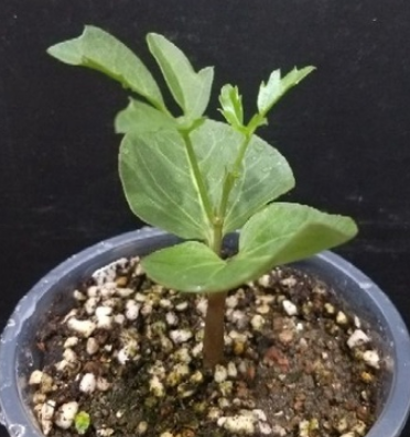 Cyphostemma elephantopus PLANT