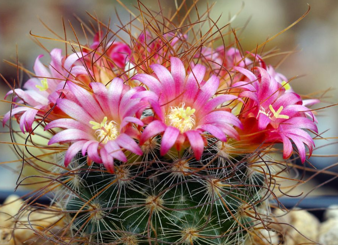 Mammillaria leptacantha 10 Pieces Seeds