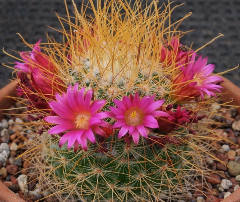 Mammillaria leptacantha 10 Pieces Seeds