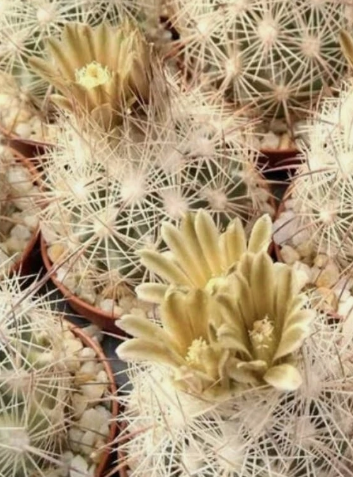 Echinomastus mapimiensis 15 Pieces Seeds