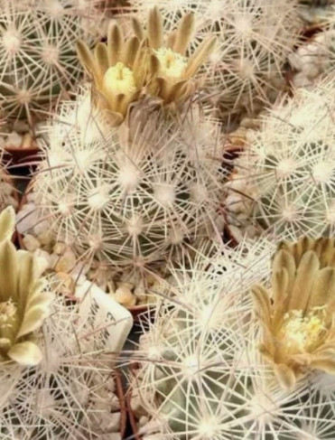 Echinomastus mapimiensis 15 Pieces Seeds