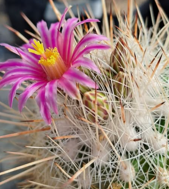 Thelocactus argenteus 10 pieces Seeds