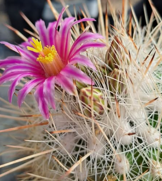 Thelocactus argenteus 10 pieces Seeds