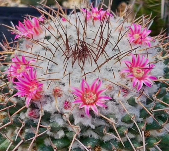 Mammillaria amajacensis 10 Pieces Seeds