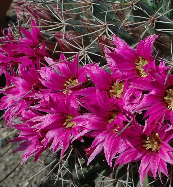 Mammillaria amajacensis 10 Pieces Seeds