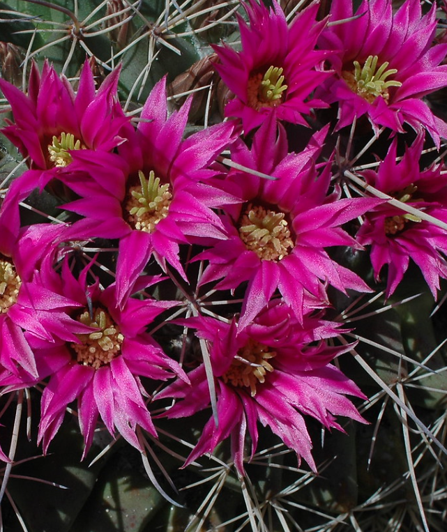 Mammillaria amajacensis 10 Pieces Seeds