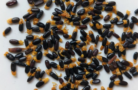 Acacia concurrens 'Black Wattle' 10 Pieces Seeds