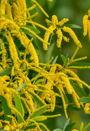 Acacia concurrens 'Black Wattle' 10 Pieces Seeds