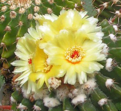Wigginsia tephracantha 10 Pieces Seeds