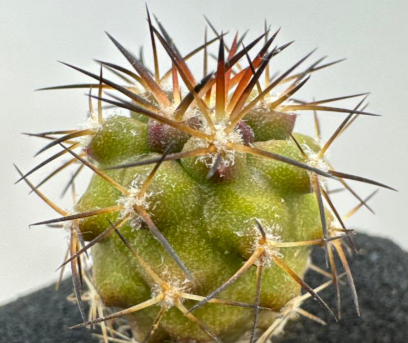 Copiapoa schulziana 10 Pieces Seeds
