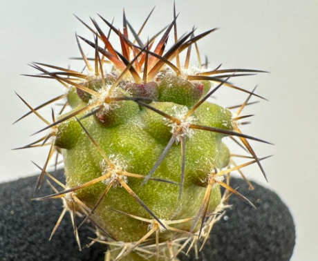 Copiapoa schulziana 10 Pieces Seeds