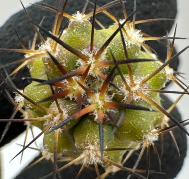 Copiapoa schulziana 10 Pieces Seeds