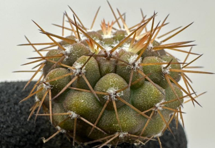 Copiapoa schulziana 10 Pieces Seeds