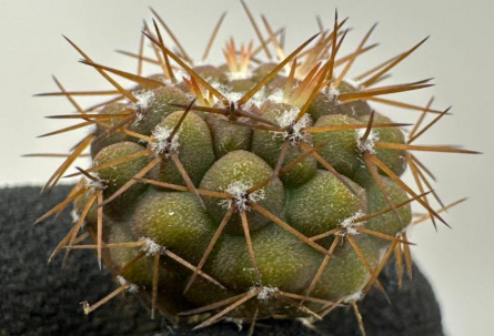 Copiapoa schulziana 10 Pieces Seeds