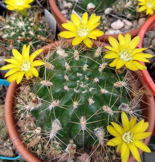 Weingartia pilcomayensis 10 Pieces Seeds