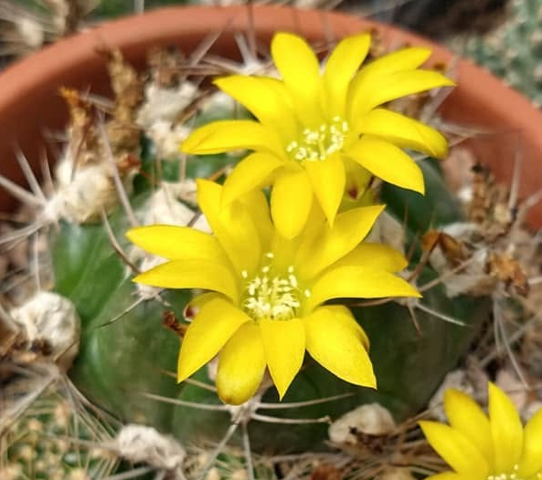 Weingartia pilcomayensis 10 Pieces Seeds