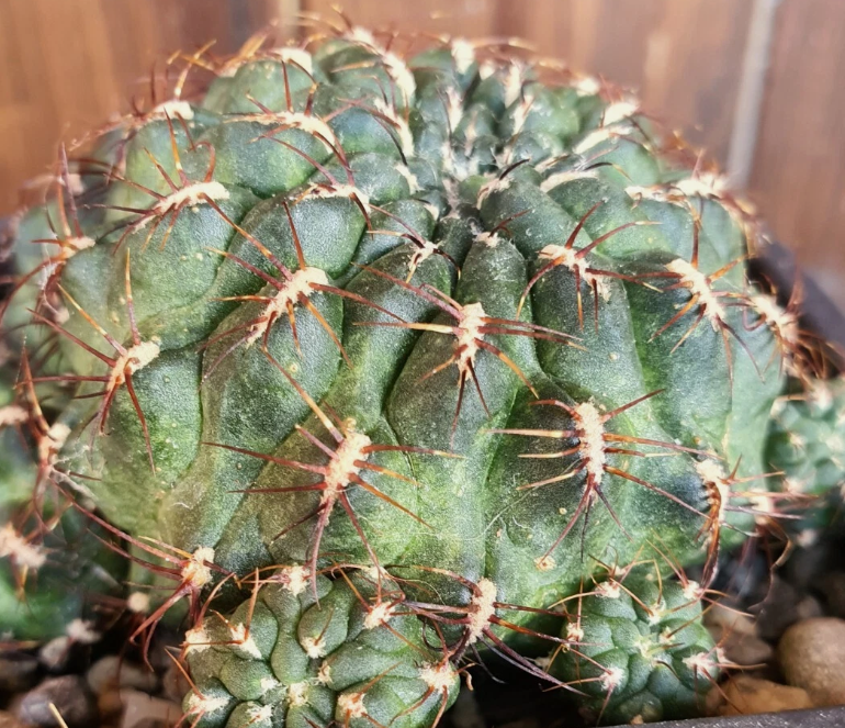 Sulcorebutia frankiana 10 Pieces Seeds