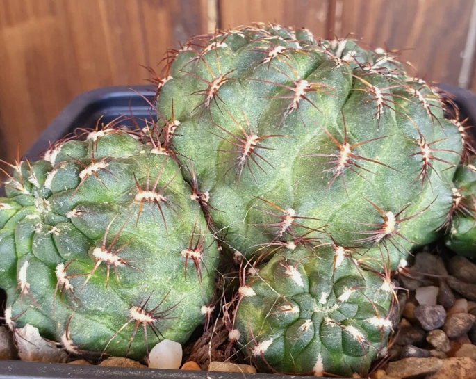 Sulcorebutia frankiana 10 Pieces Seeds