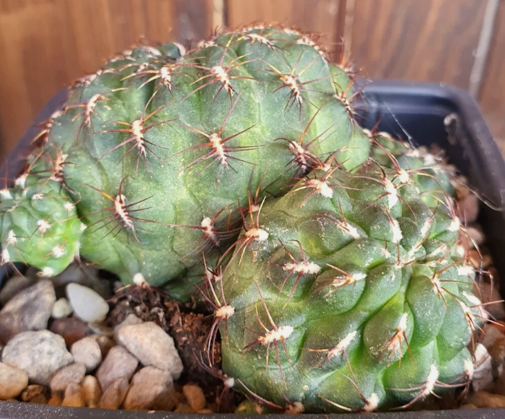 Sulcorebutia frankiana 10 Pieces Seeds