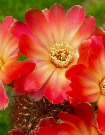 Sulcorebutia frankiana 10 Pieces Seeds