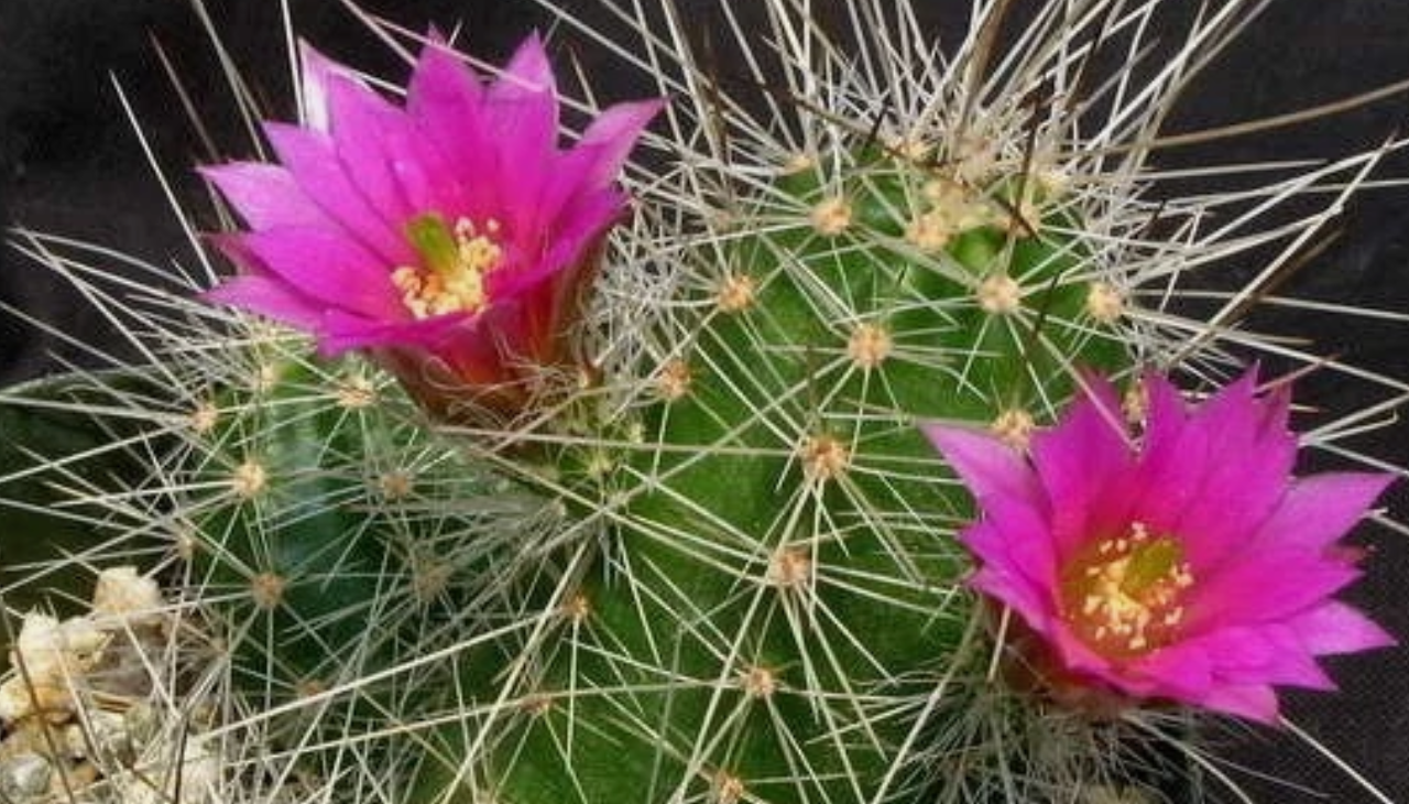 Echinocereus parkeri 10 Pieces Seeds