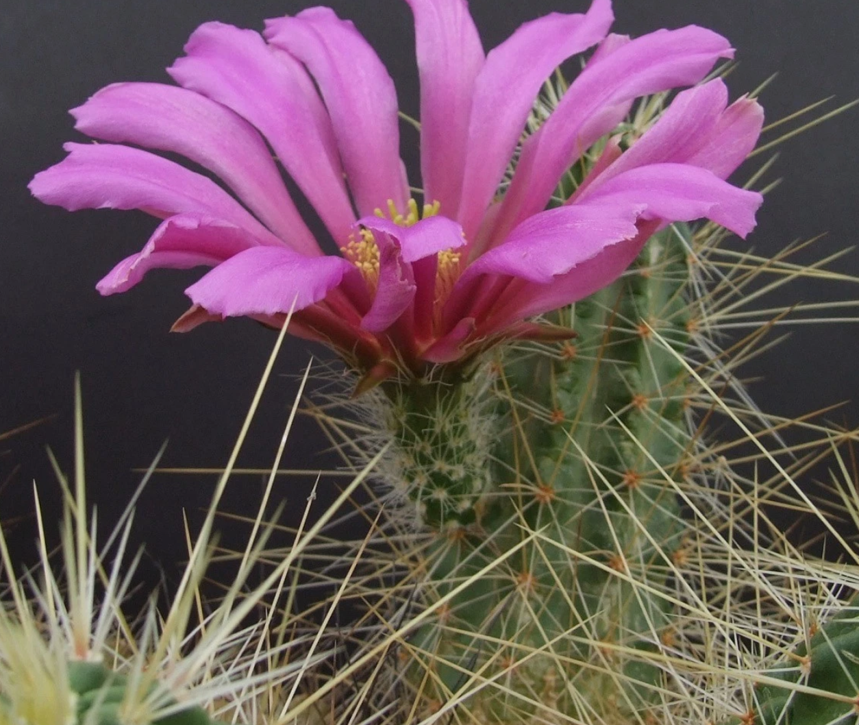 Echinocereus parkeri 10 Pieces Seeds