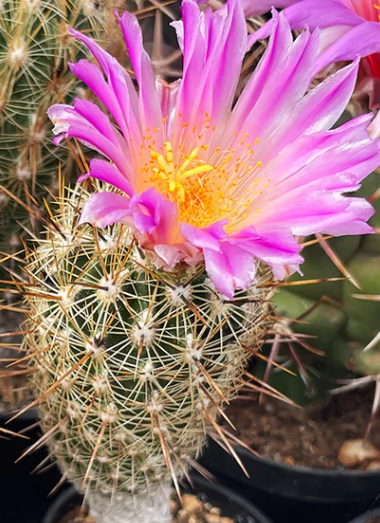 Thelocactus hastifer 10 pieces Seeds