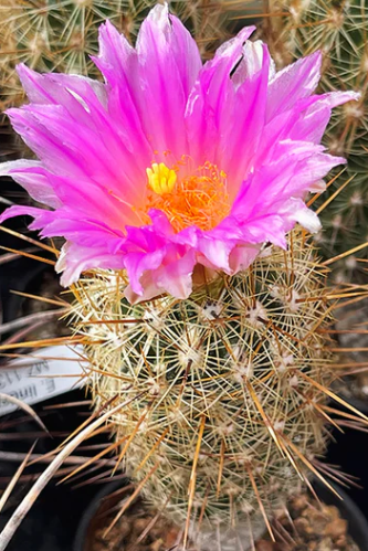 Thelocactus hastifer 10 pieces Seeds