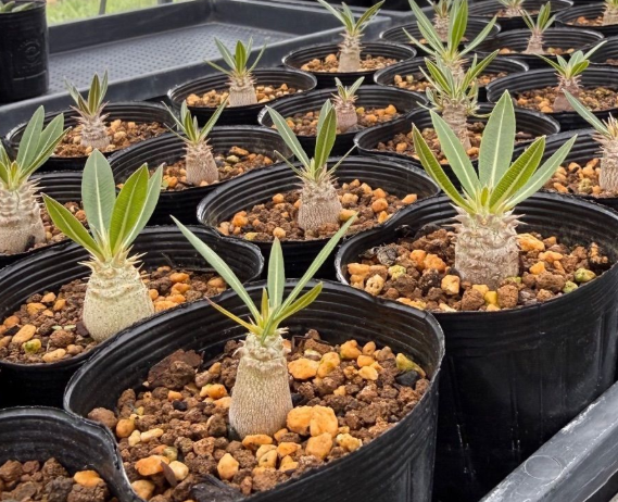 Pachypodium rosulatum ssp. gracilius PLANT