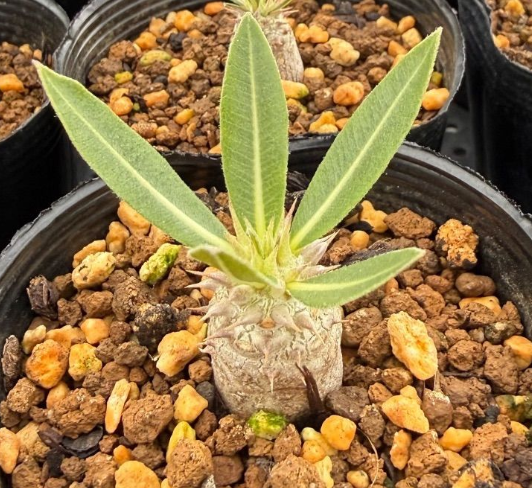 Pachypodium rosulatum ssp. gracilius PLANT