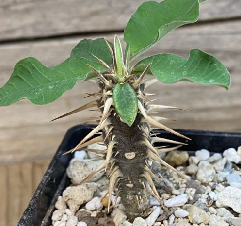 Euphorbia croizatii PLANT