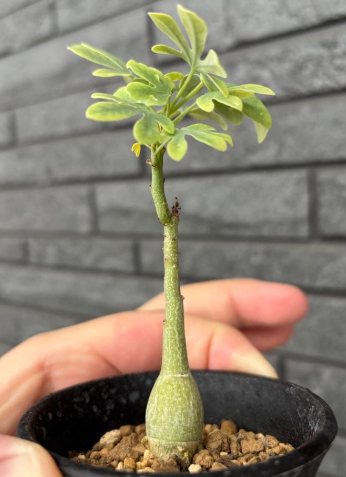 ADENIA GLAUCA PLANT