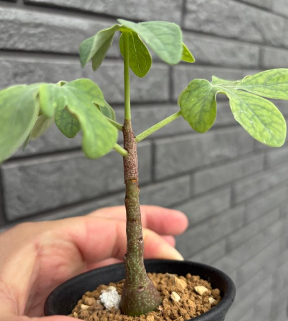 ADENIA GLAUCA PLANT