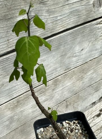 Adenia olaboensis PLANT