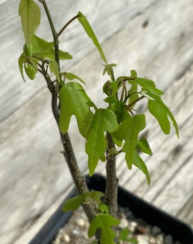 Adenia olaboensis PLANT