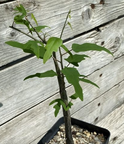Adenia olaboensis PLANT