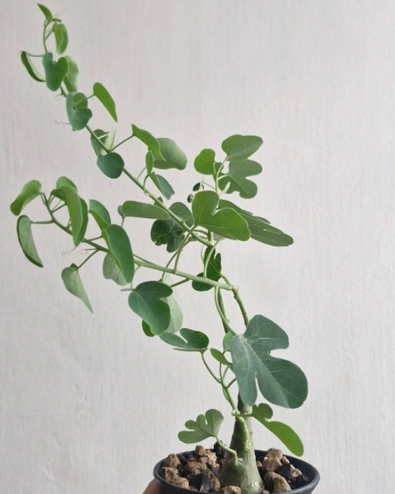 ADENIA SPINOSA PLANT