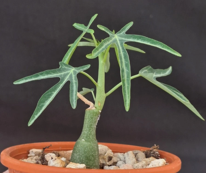 Adenia venenata PLANT