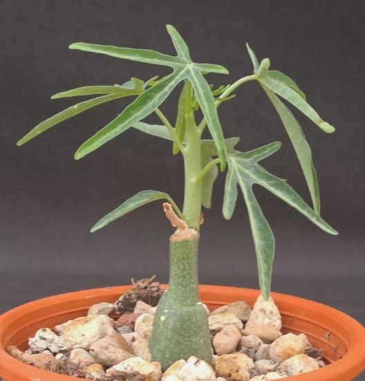 Adenia venenata PLANT