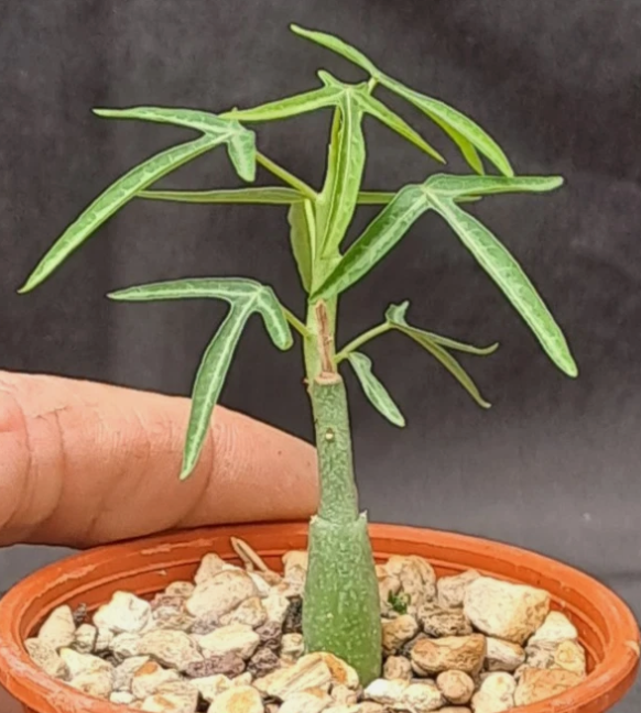 Adenia venenata PLANT