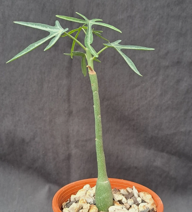 Adenia venenata PLANT