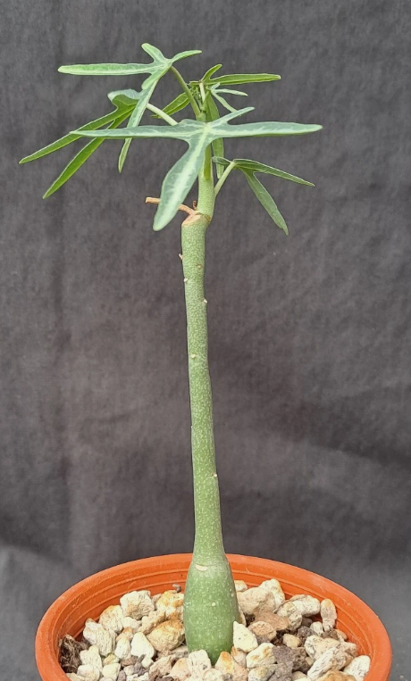 Adenia venenata PLANT