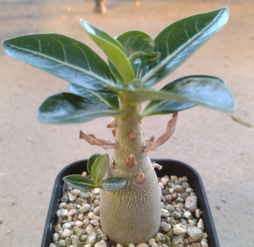 Adenium arabic King Kong PLANT