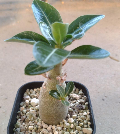 Adenium arabic King Kong PLANT