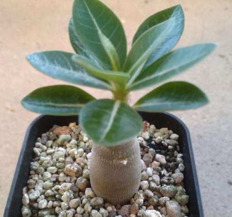 Adenium arabic King Kong PLANT
