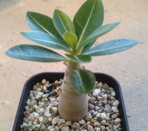 Adenium arabic King Kong PLANT